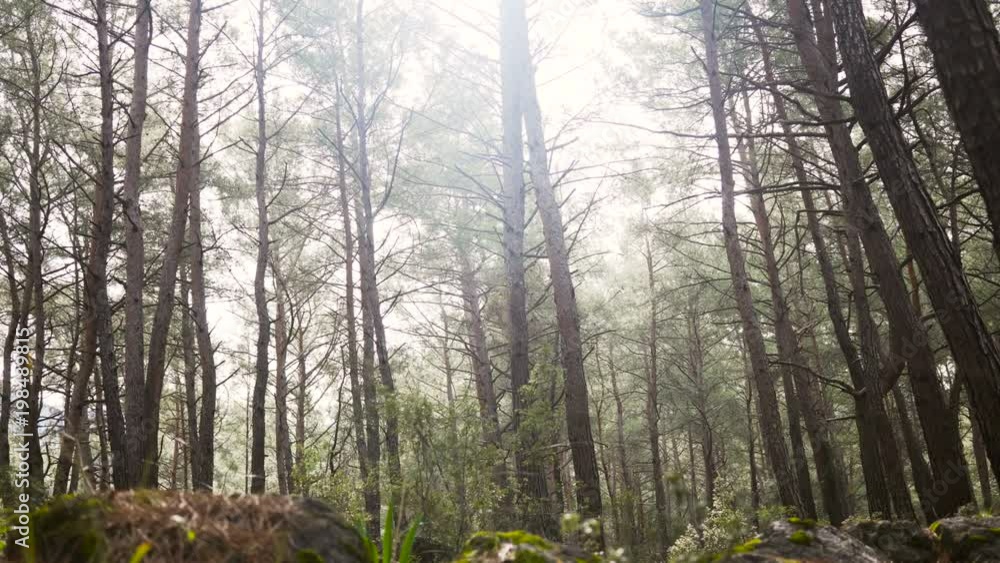 Slowly moving across a thick forest with tall straight tree trunks covered in morning light Slowly moving across a thick forest with tall straight tree trunks covered in morning light