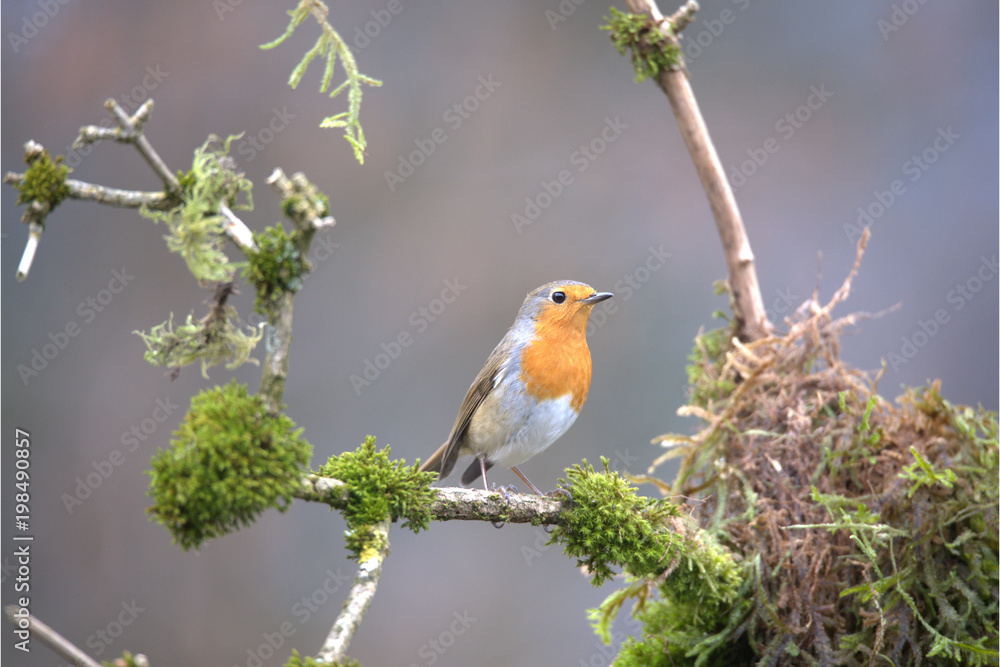 Fototapeta premium Rotkehlchen auf Ast