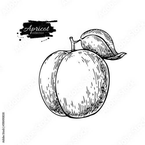 Apricot vector drawing. Hand drawn isolated fruit.  Summer food 