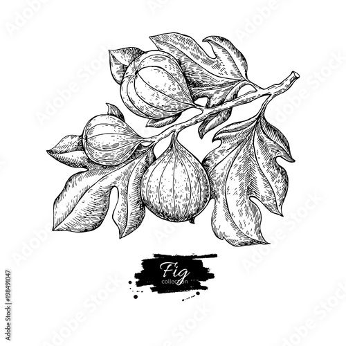 Fig branch vector drawing. Hand drawn isolated fruit. Summer foo