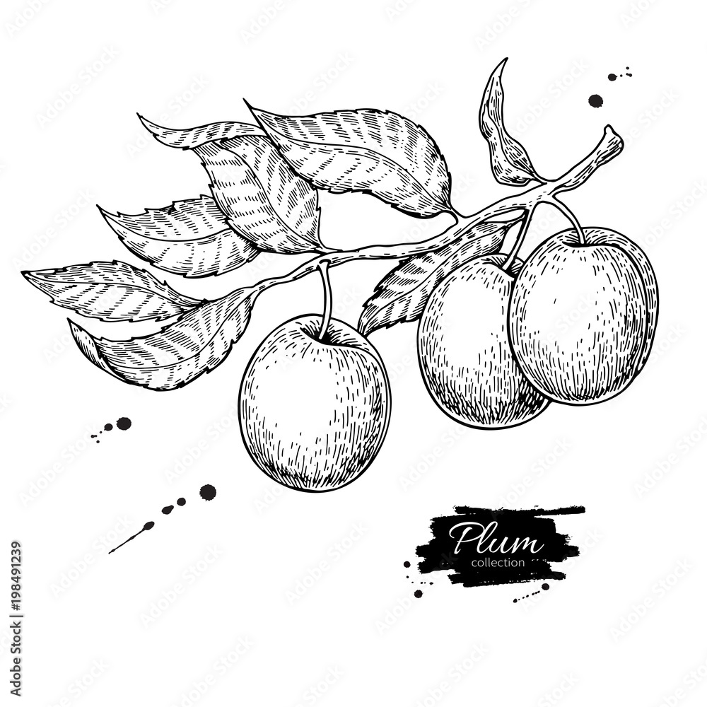 Plum branch vector drawing. Hand drawn isolated fruit. Summer fo Stock Vector Adobe Stock