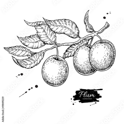 Plum branch vector drawing. Hand drawn isolated fruit. Summer fo