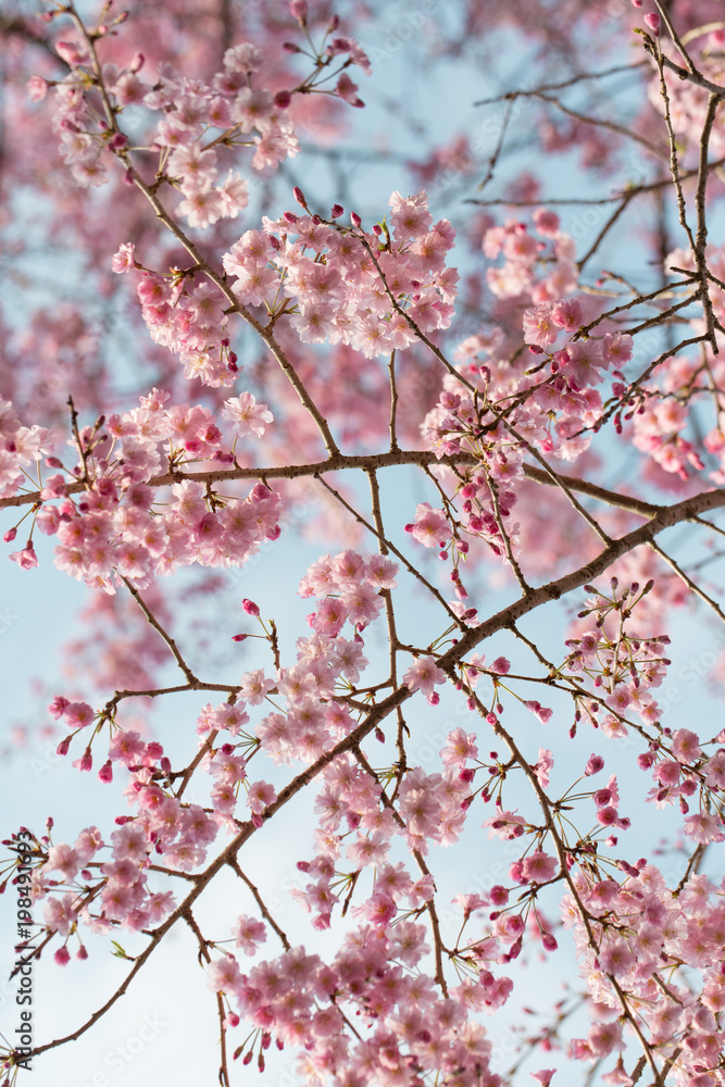 ピンクの桜 ピンクの桜
