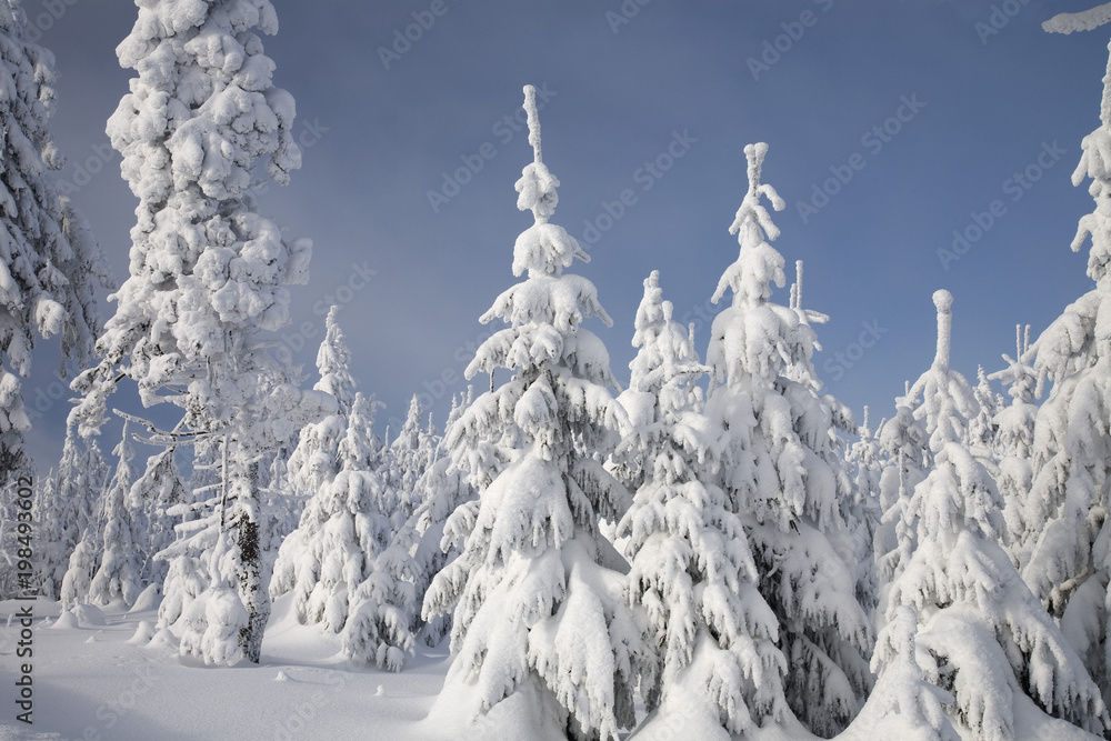 Winterwald auf dem Keilberg, Erzgebirge, Tschechische Republik