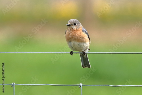 A female Eastern Bluebird perches on the pasture fence wire, watching for insets flying over the meadow, on a spring morning.