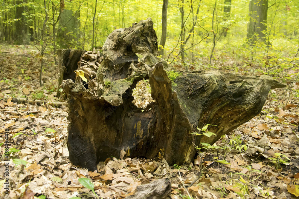 Obraz premium Dzika przyroda