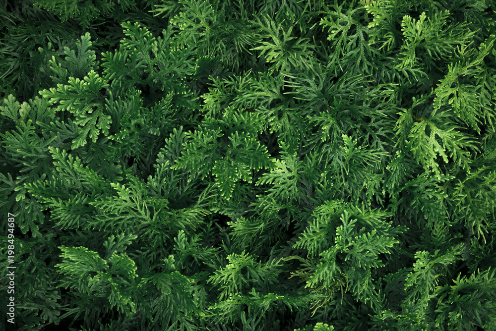 Green leaves pattern in garden. Natural background. Environment concept. Picture for add text message. Backdrop for design art work. Green leaves pattern in garden. Natural background. Environment concept. Picture for add text message. Backdrop for design art work.