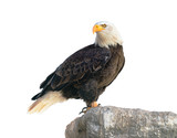 Bald Eagle (Haliaeetus leucocephalus). Isolated on white
