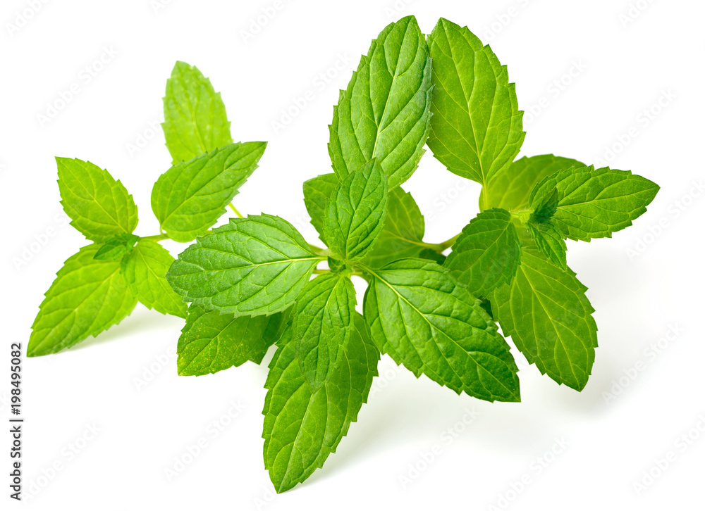 fresh peppermint leaves isolated on white fresh peppermint leaves isolated on white