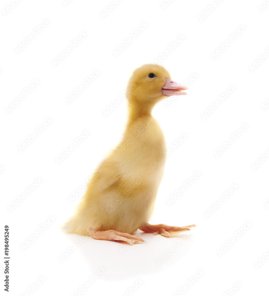 One yellow duckling. One yellow duckling.