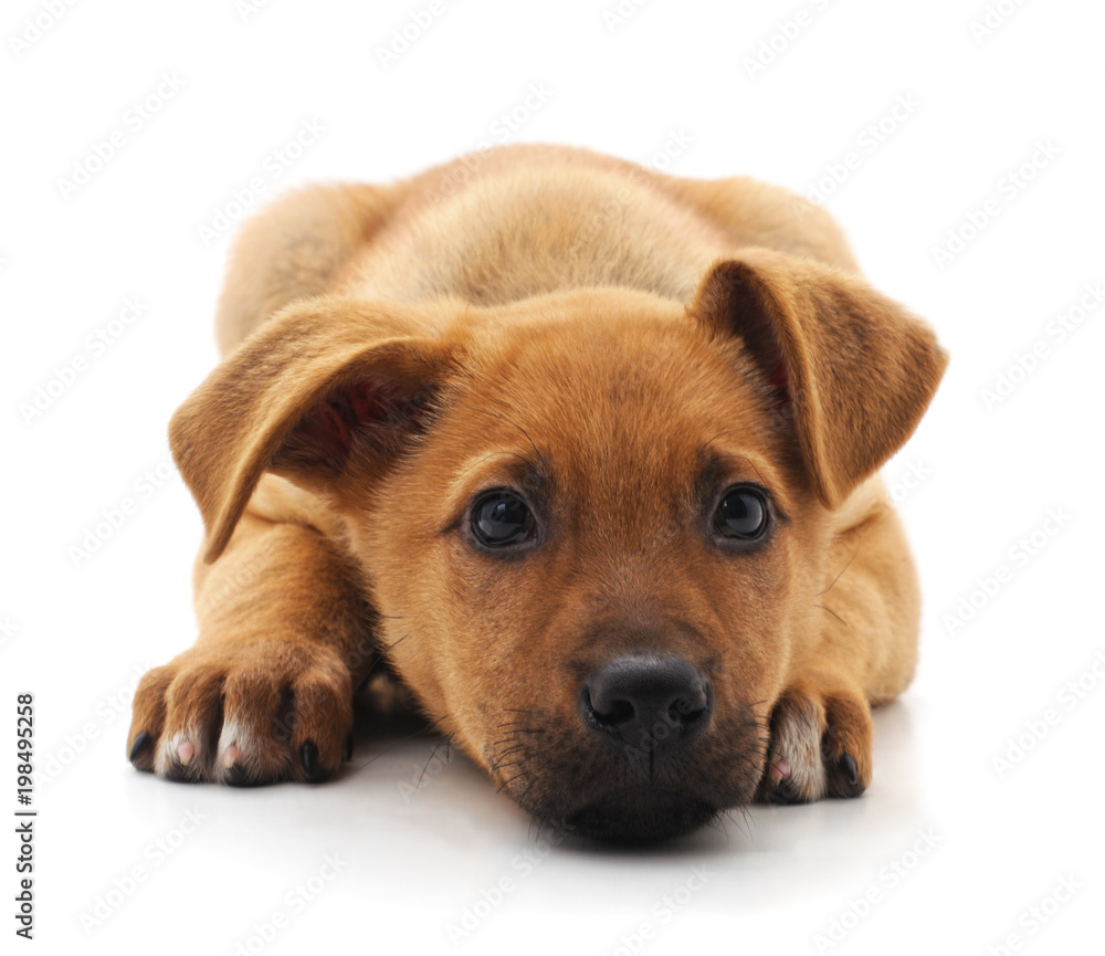 One little dog. One little dog.
