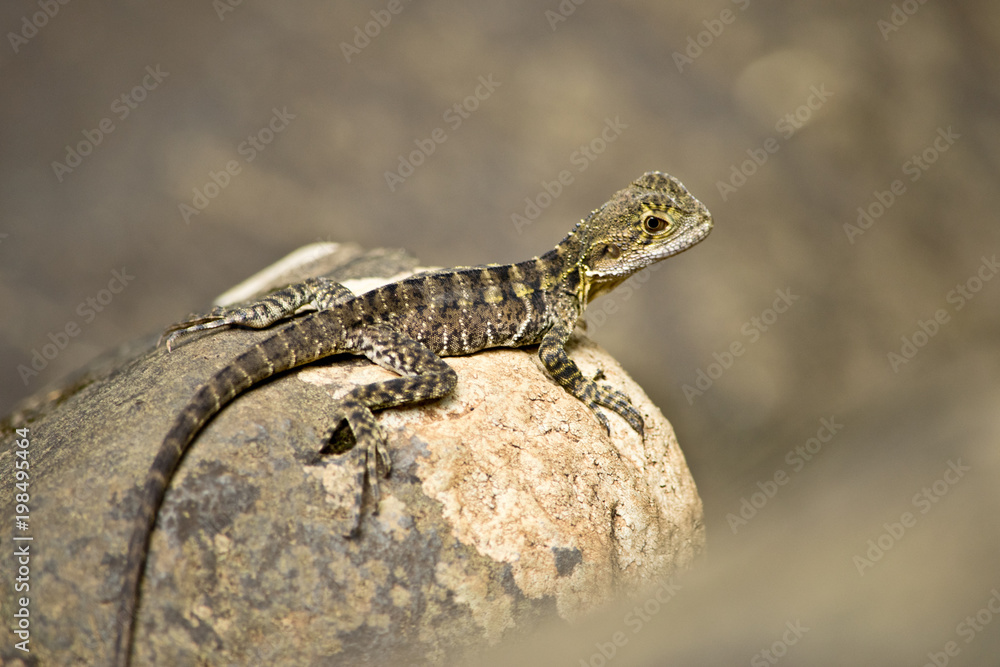Fototapeta premium Detail of Australian water dragon in the natur.In Australia.