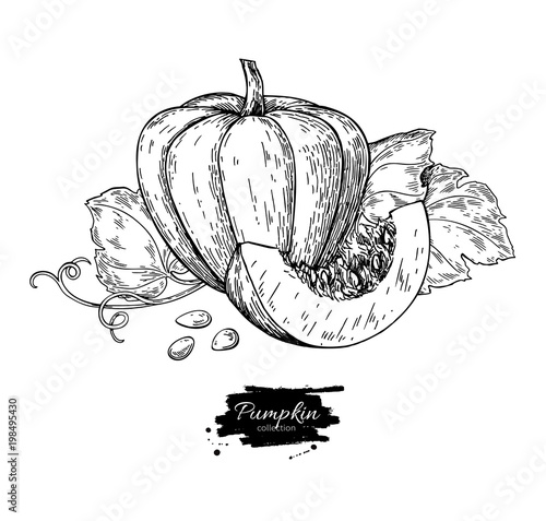 Pumpkin vector drawing set. Isolated hand drawn object with slic