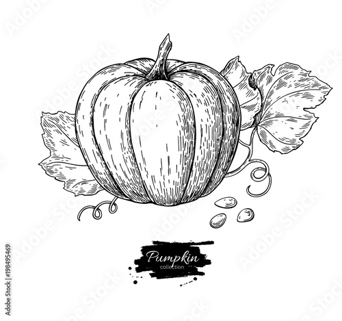 Pumpkin vector drawing set. Isolated hand drawn object with slic