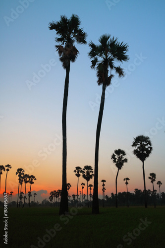 Sugar palm trees in the rice field at morning,countryside of Thailand