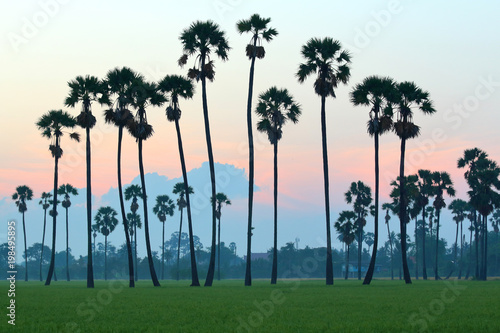 Sugar palm trees in the rice field at morning,countryside of Thailand