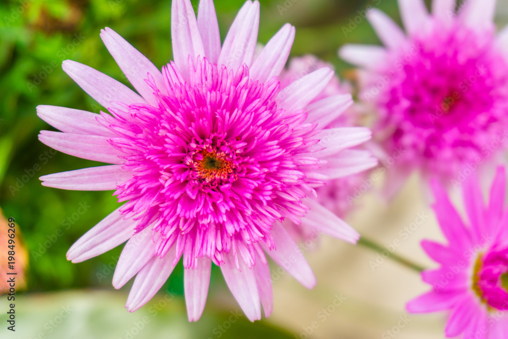 Beautiful pink flower in a blur background with flowers. pink marigold. Beautiful pink flower in a blur background with flowers. pink marigold.