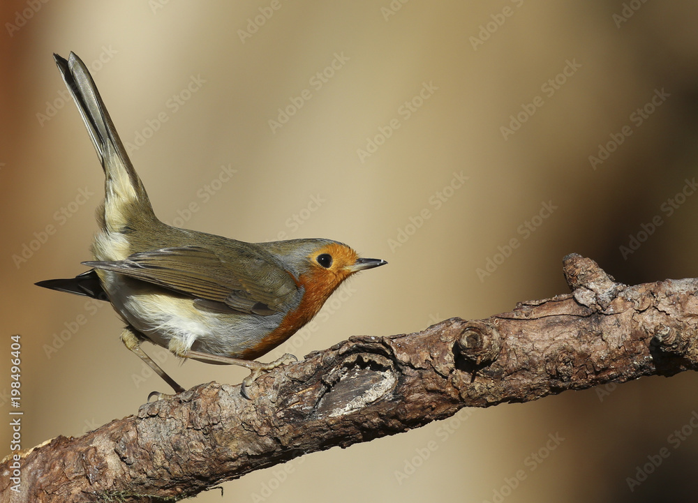 Fototapeta premium Le rouge gorge