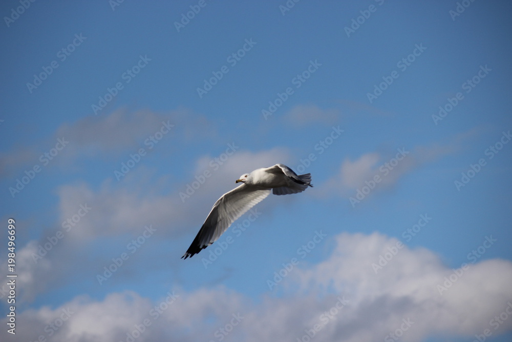 gull and clouds gull and clouds