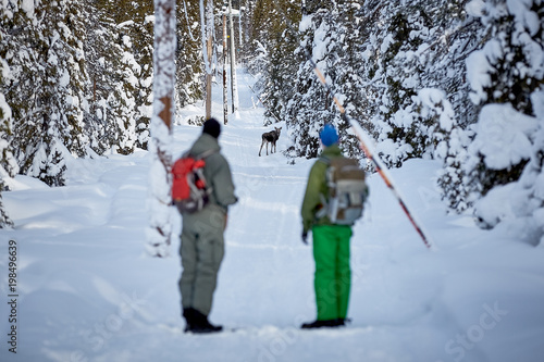 Meeting with a stranger. Winter season forest landscape with two person and young moose in the middle of the road.