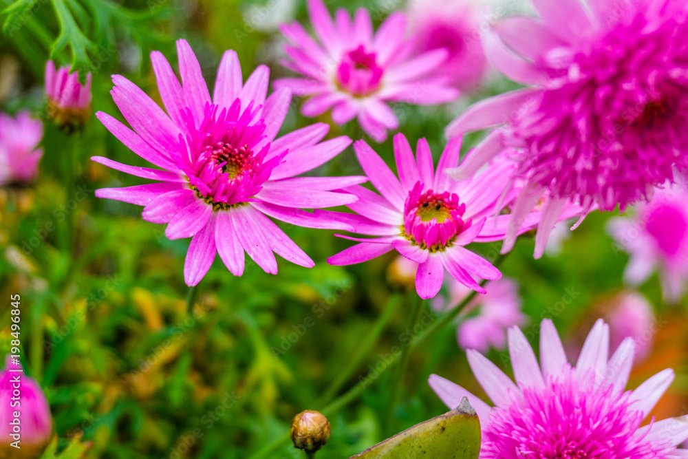Beautiful pink flower in a blur background with flowers. pink marigold. Beautiful pink flower in a blur background with flowers. pink marigold.
