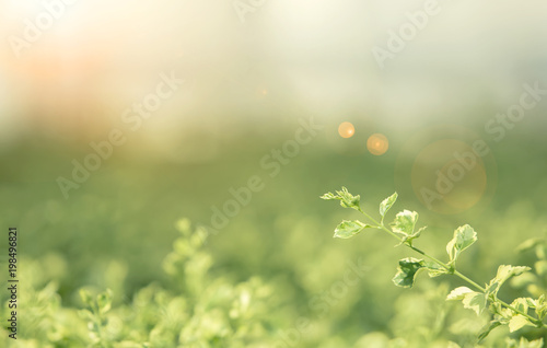 Leaf and fresh nature background concept. Selection focus to green leaf with blurred natural background with sunlight at sunset. Picture for add text message. Backdrop for design art work.