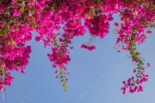 Fotografia Pink bougainvillea flowers.