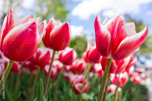 Fresh red tulip with bokeh background.