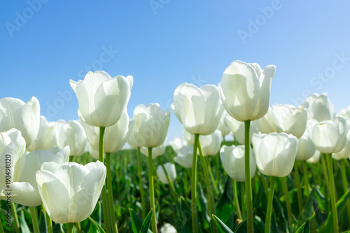 Fototapeta Naklejka Na Ścianę i Meble -  White Tulips on Background Blue Sky.