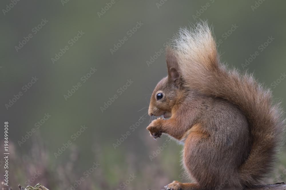 Red squirrel, Sciurus Vulgaris, sitting and walking along pine branch near heather in the forests of cairngorms national, scotland