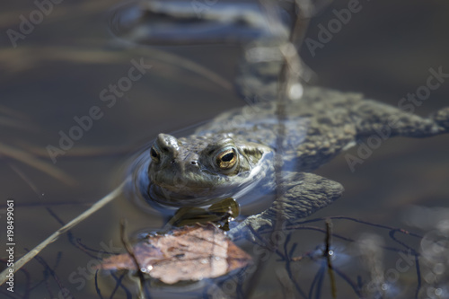 common frog, Rana temporaria, floating and swimming in a pond in the cairngorms national park, in spring.