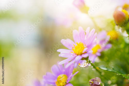 Beautiful fresh daisy flowers with water drops on green meadow © Piman Khrutmuang