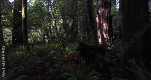 Redwood forest inside push, Aerial, 4K, 14s, 8of50, Forest Trees, Northern California Tallest trees in the world, Sun flare, Hyperion Tree,  world record, Stock Video Sale - Drone Discoveries llc., photo