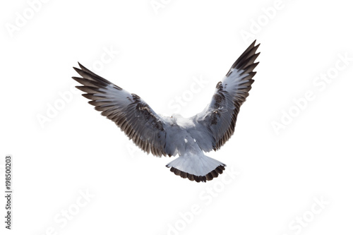seagulls flying isolated on a white background