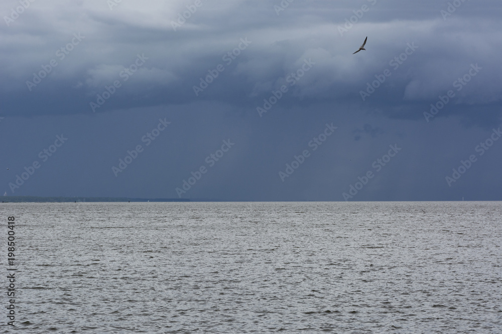 Fototapeta premium seascape, sea ,sky, clouds, bird, horizon