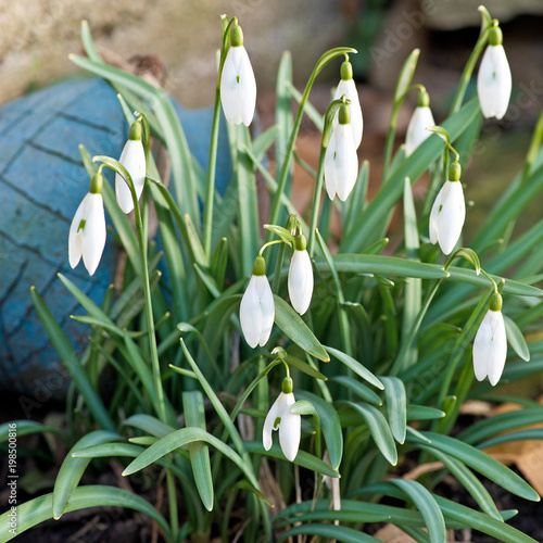 Fototapeta Naklejka Na Ścianę i Meble -  Detail of snowdrops in the garden in the springtime