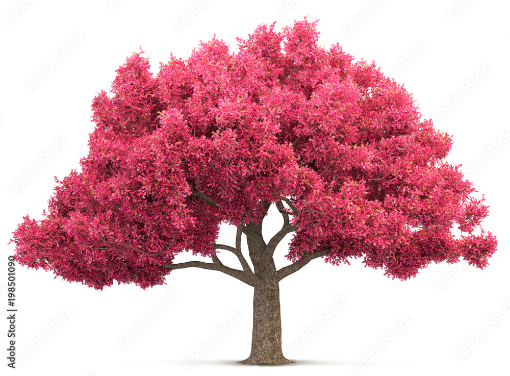 Fotografie, Obraz cherry blossom tree isolated 3D illustration