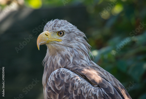 White-tailed Eagle bielik Haliaaetus albicilla