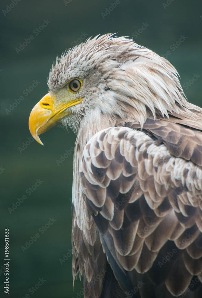 White-tailed Eagle bielik Haliaaetus albicilla White-tailed Eagle bielik Haliaaetus albicilla