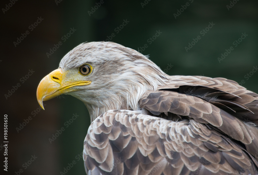 White-tailed Eagle bielik Haliaaetus albicilla