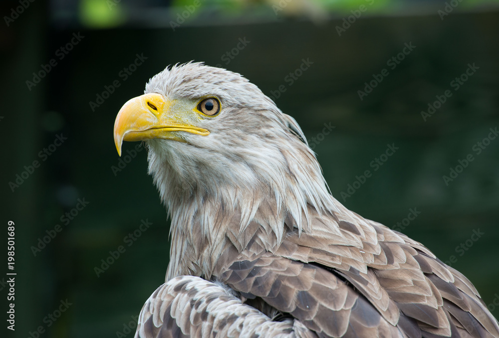 White-tailed Eagle bielik Haliaaetus albicilla White-tailed Eagle bielik Haliaaetus albicilla