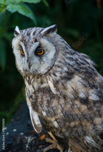 short-eared owl, Asio otus, sowa, uszatka © Slawomir