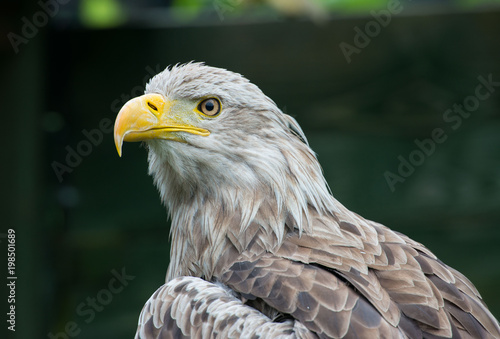 White-tailed Eagle bielik Haliaaetus albicilla