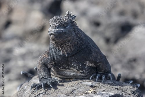 Iguana, eine Meeresechse au...