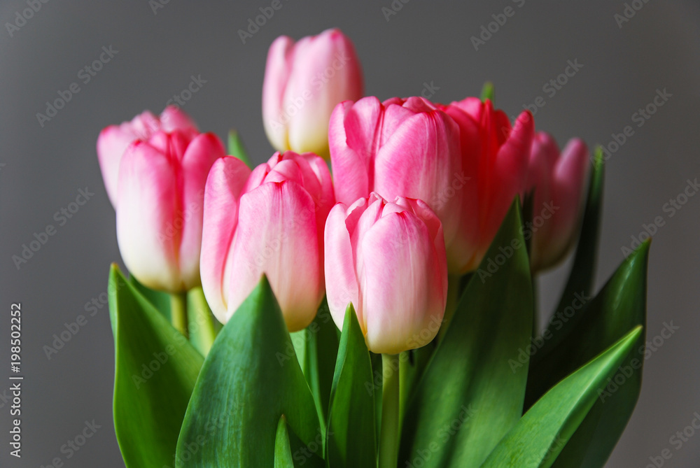Pink tulips boquet Pink tulips boquet