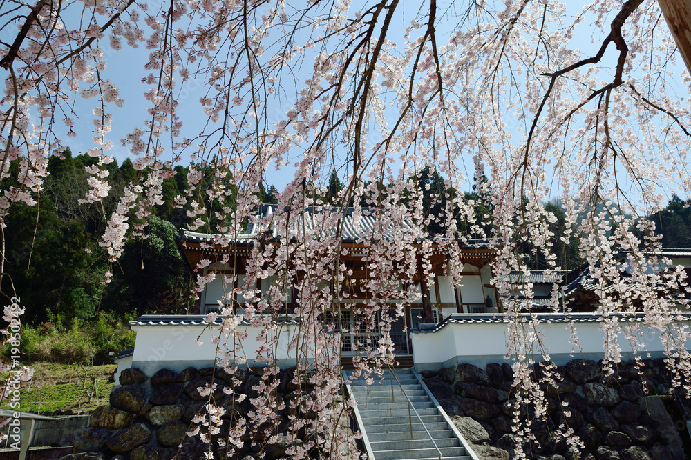 真浄寺の枝垂れ桜