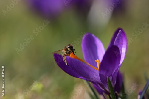 Krokus mit Biene im Frühling