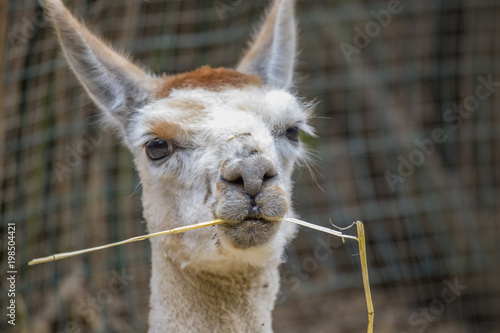 close up of ilama with grass thread in the mouth photo