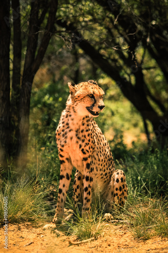 Looking and Smiling Cheetah, Botswana 