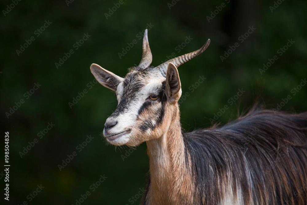closeup of mountain goat in the woods. 3jpeg closeup of mountain goat in the woods. 3jpeg